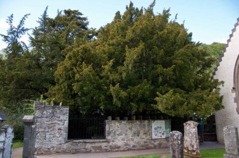 Fortingall yew tree