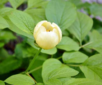 Dr Neil's Garden Caucasian Peony